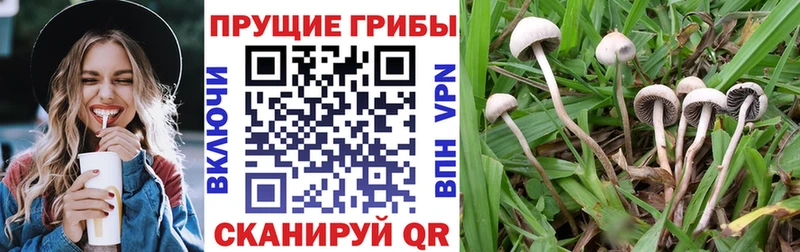 kraken онион  Аткарск  Псилоцибиновые грибы прущие грибы 